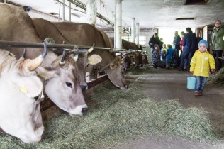 Kühe Melken im Reka Feriendorf Urnäsch